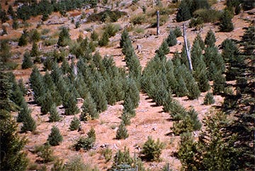 Giant Sequoia seedlings planted in wheel spoke design