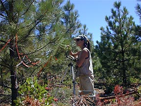 tree physiological measurements
