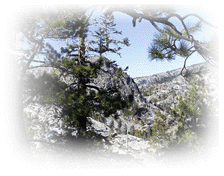 View through Trees