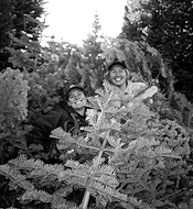 Annual Christmas Tree Cut